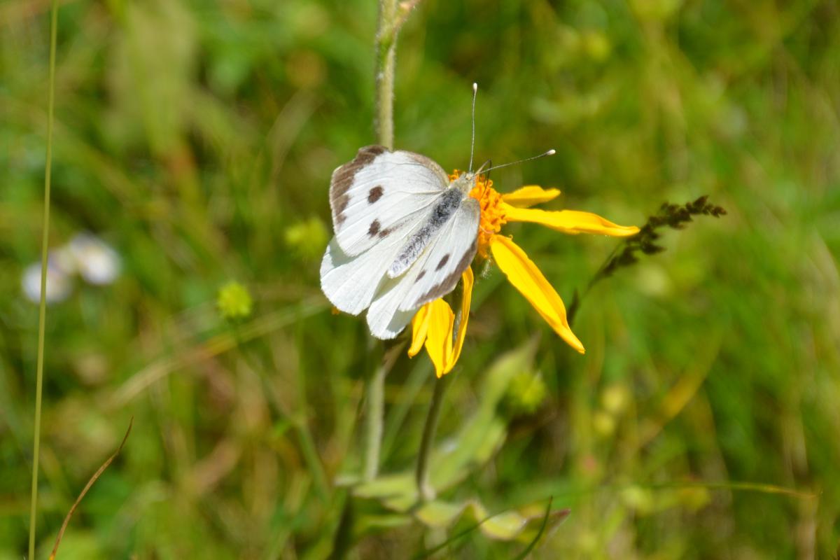 Platzer Alm 14.07.2023